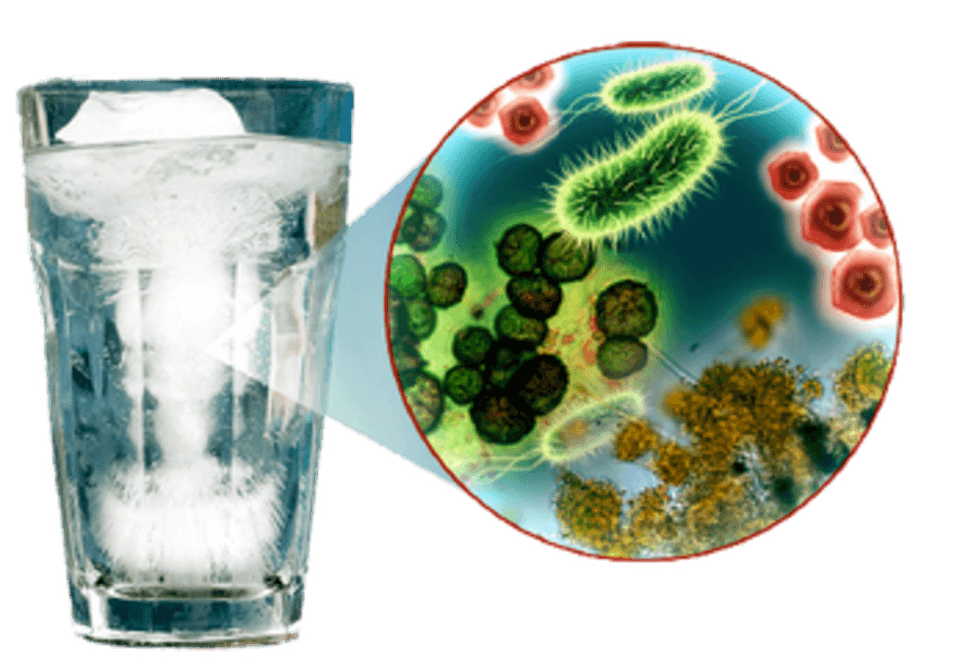 Coliforms in water ?